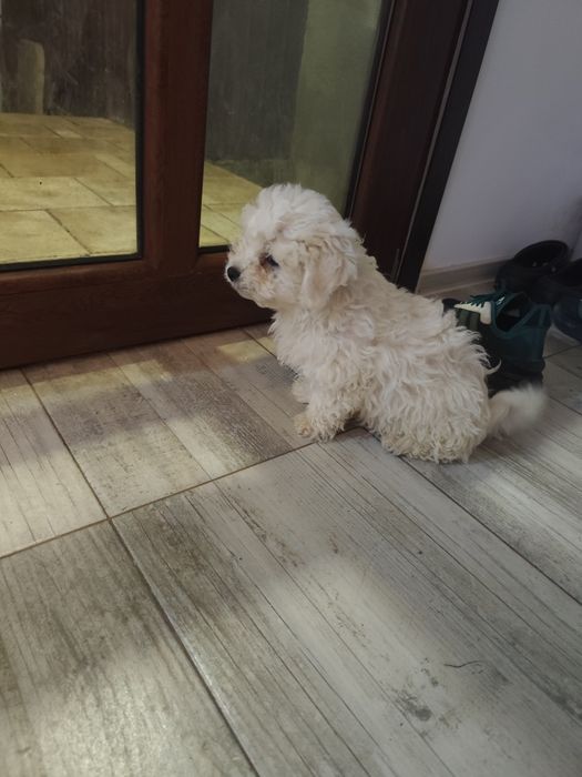 Bichon maltez buzau