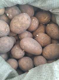 Продам картофель на семена в Алге.