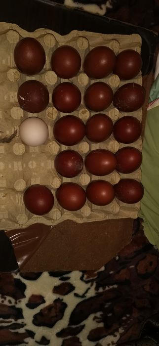 Ouă de marans negru /albastru arămiu