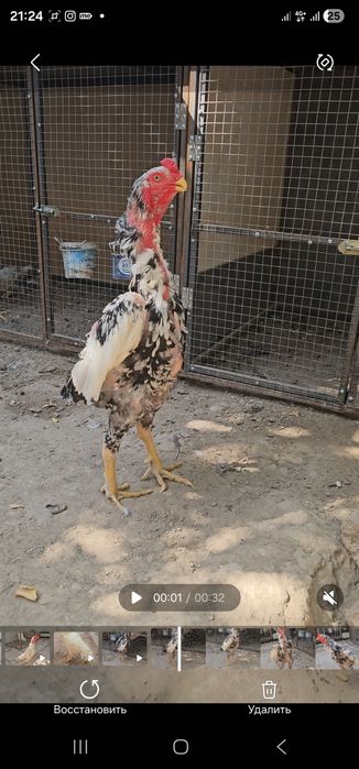 Nems o shamo privaznoy