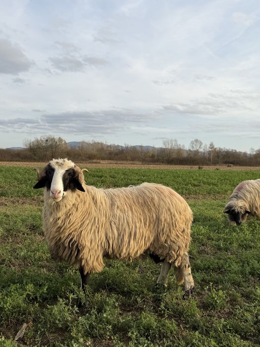 50 de oi cu mielute si un berbecut