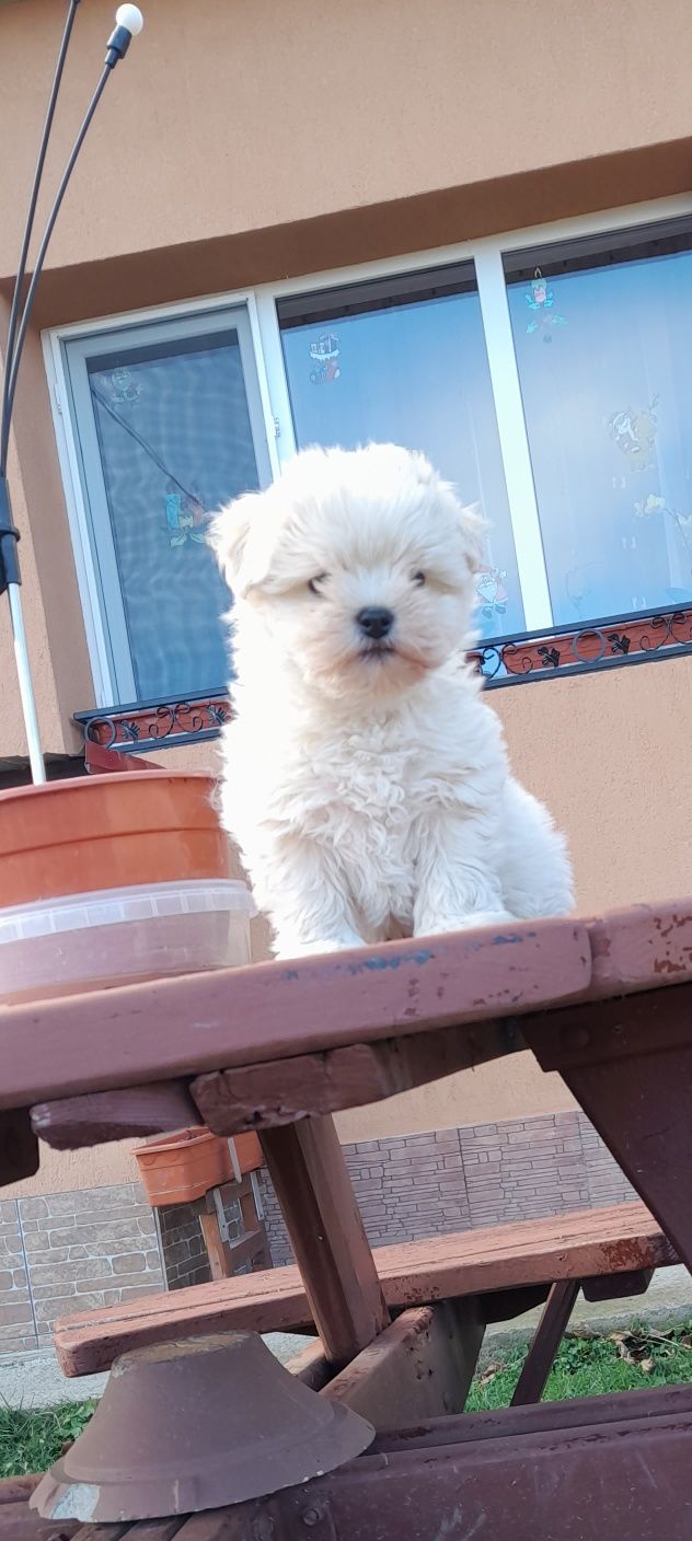 Catel bichon maltese