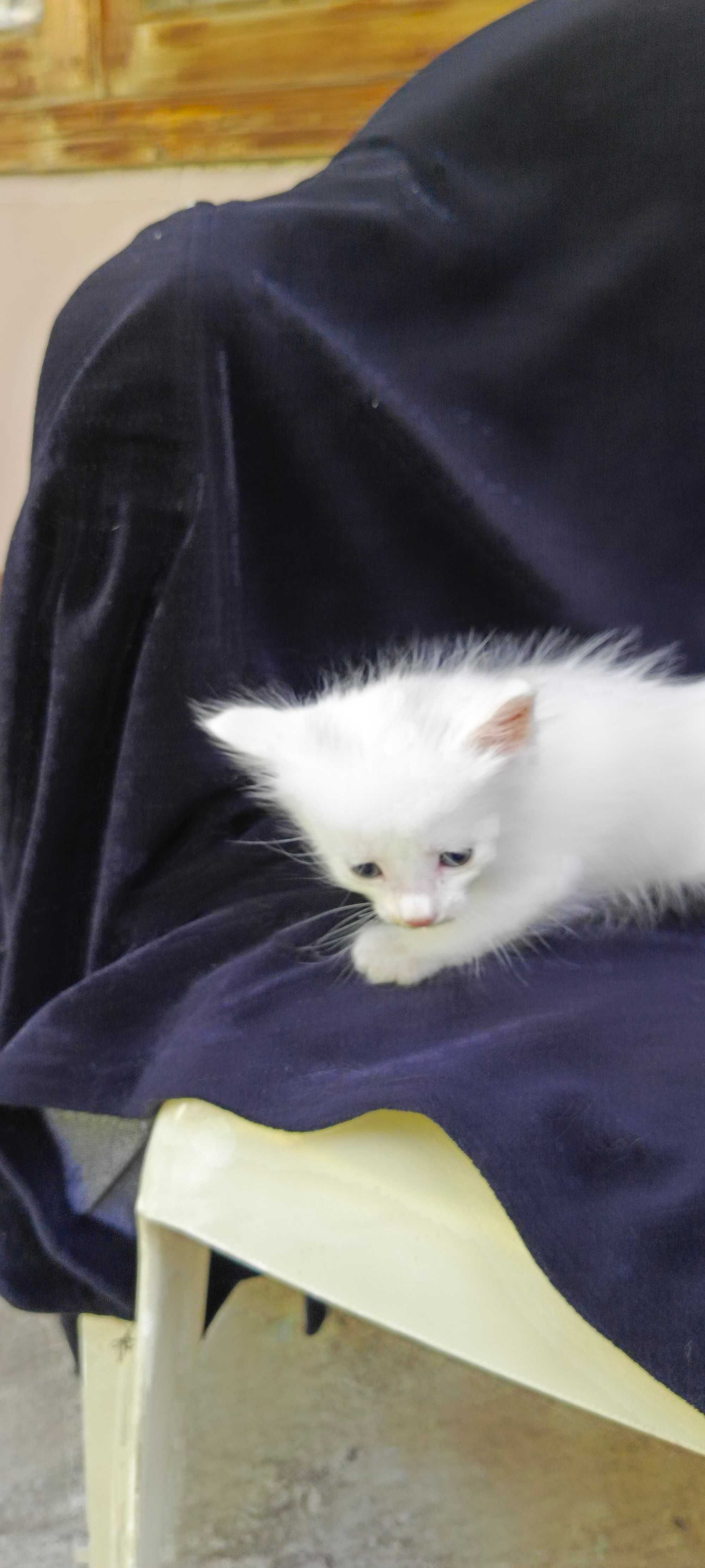 Котята вислоухие один белый и один серый есть и страйт два белых !