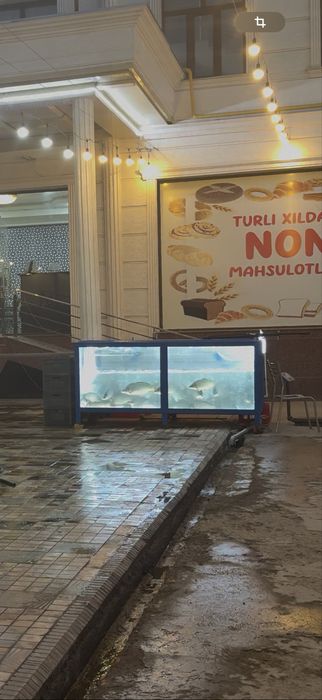 Akvarum baliq sotishga