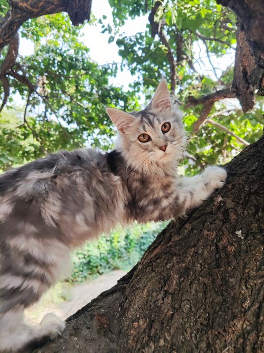 Мейн- Кун девочка