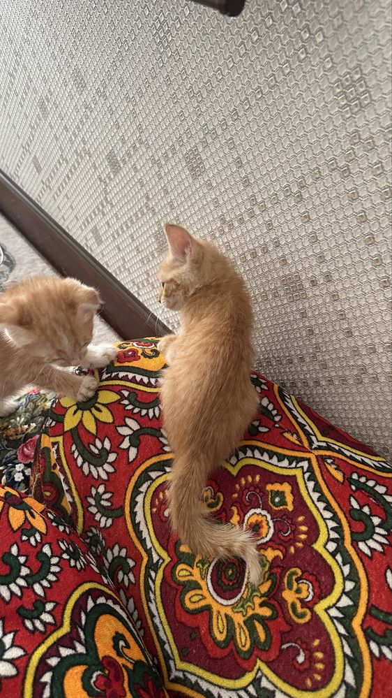 Отдам даром котят в хорошие руки