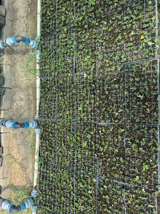 QULUPNAY KO‘CHATLARI — O‘zingni bog‘ingda bahor keltir!