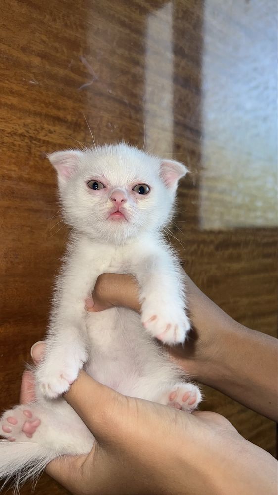 Котята : вислоухая и скоттиш-страйд
