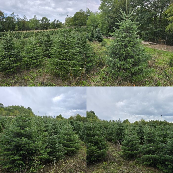 Brad Nordmann en-gros de vanzare 
Brad Nordmann/Brad de Craciun/Brad n