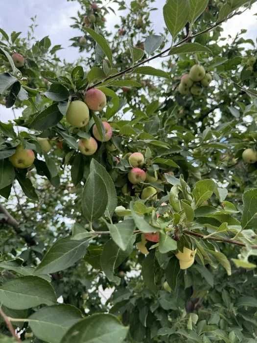 Белый налив "Яблоко"