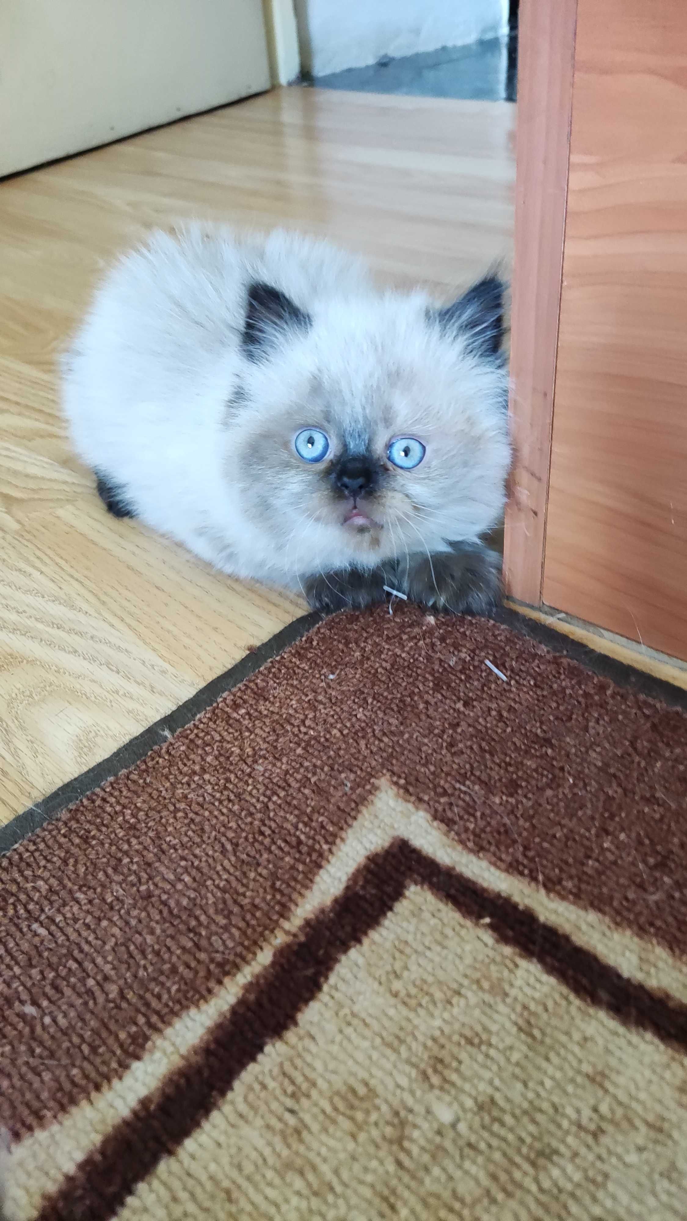Персийски колорпойнт котенца