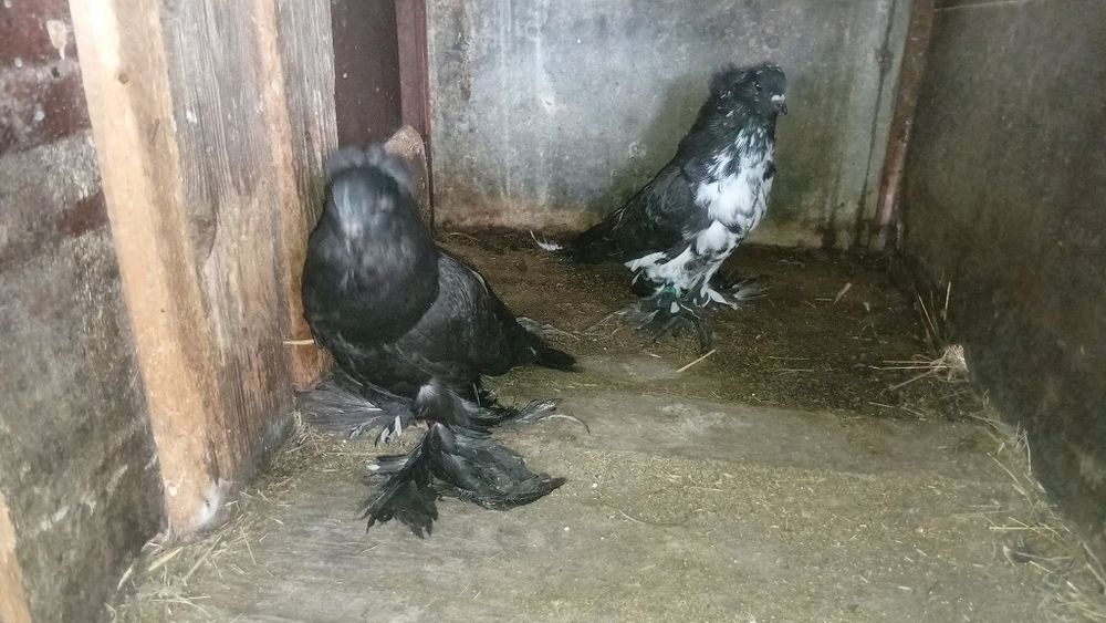 Vând porumbei uriași maghiari