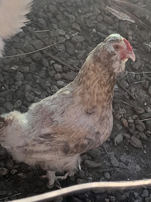 Vînd două puiciii