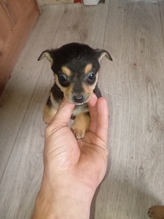 Продам щенят порода пинчеры