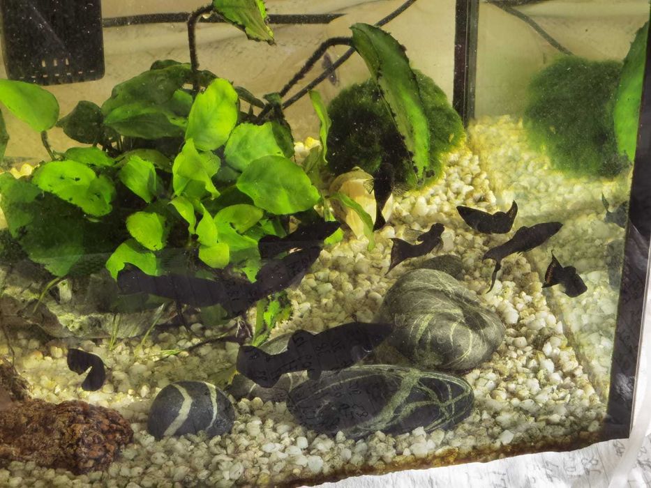 Pesti de acvariu Black Molly si puiet si un Scalar pasnic