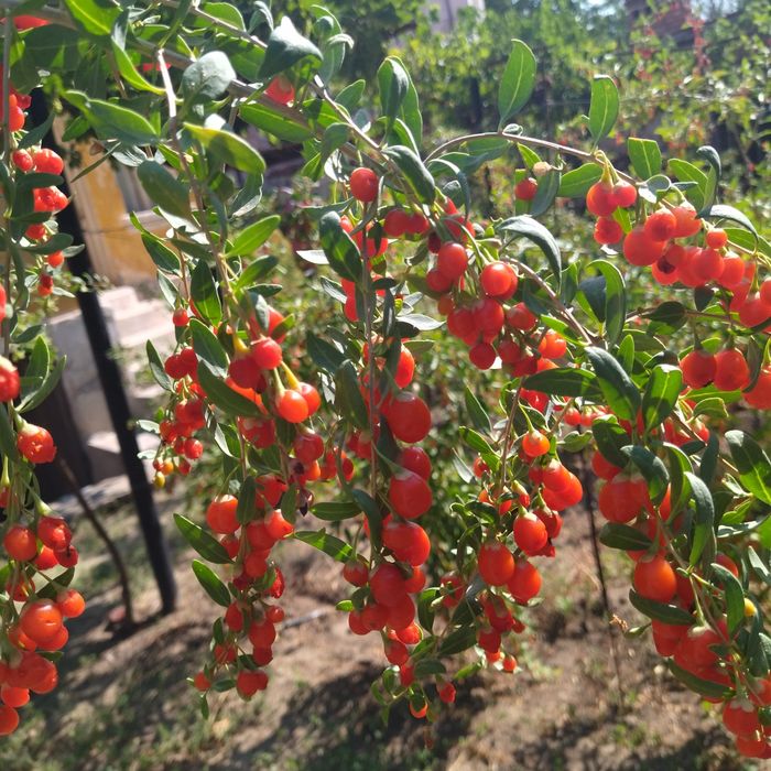 Годжи бери - разсад