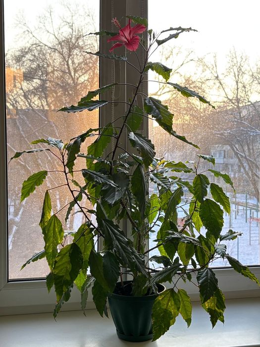 Китайская роза (гибискус)