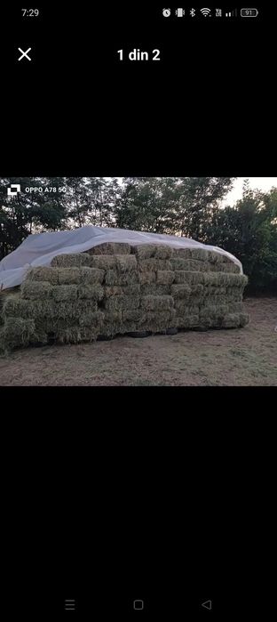 Trifoi curat fara buruieni