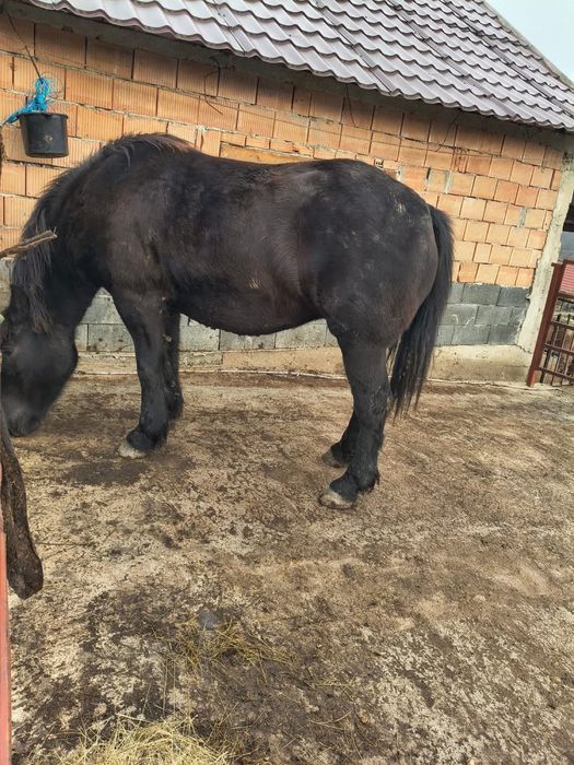 Vand manza neagra gestanta