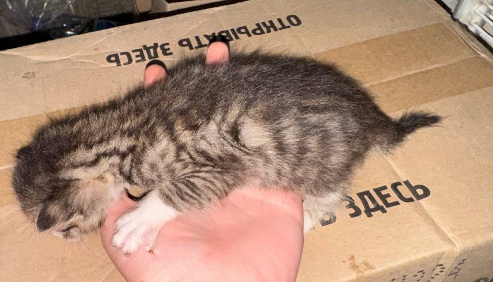 Отдам котят, в хорошие руки, бесплатно