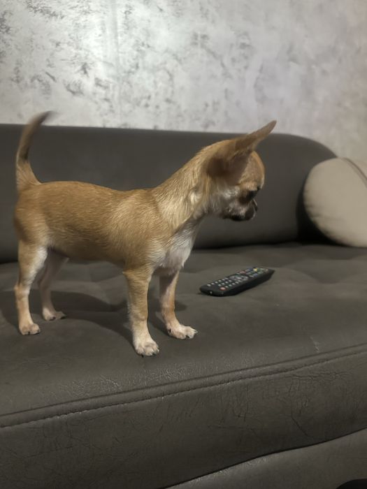 Чихуахуа мини момиче