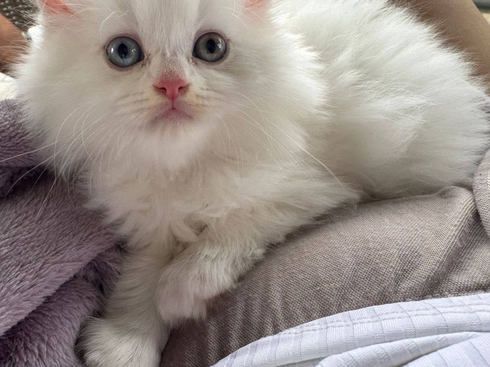 Pui pisica adorabil