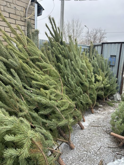 Продам ёлки чернышевского 60/1 Костанай