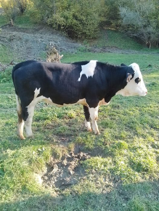 Vind vițea de un an jumate