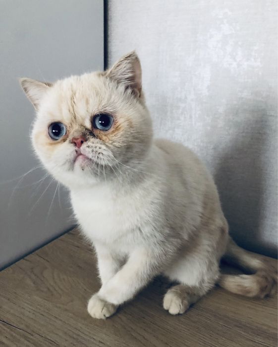 Чистокровный экзот