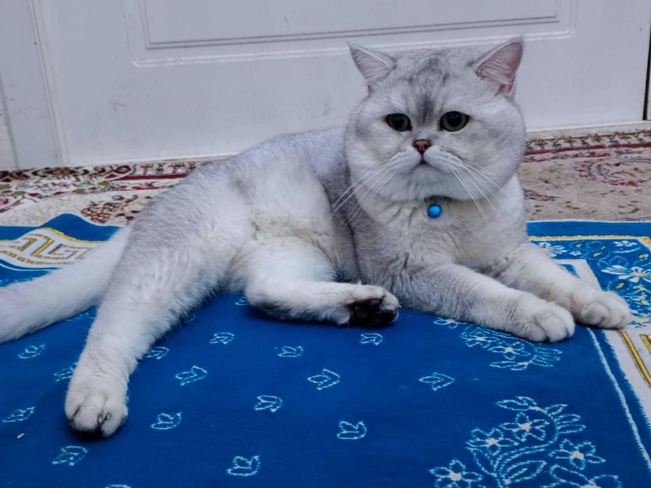 Вязка кошка Nasl olish uchun mushuk