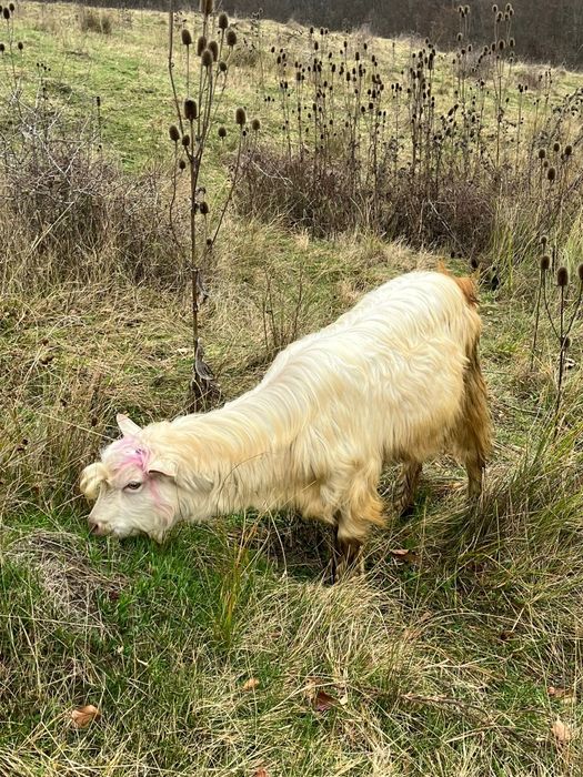 Vand 5 capre și un țap sannen