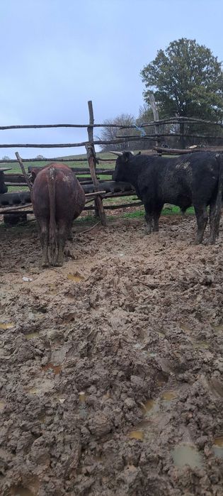 Продадени са животните