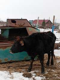 Продам корову с Улкен Нарын