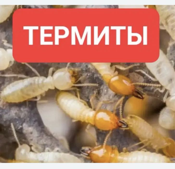 Обработка от термитов