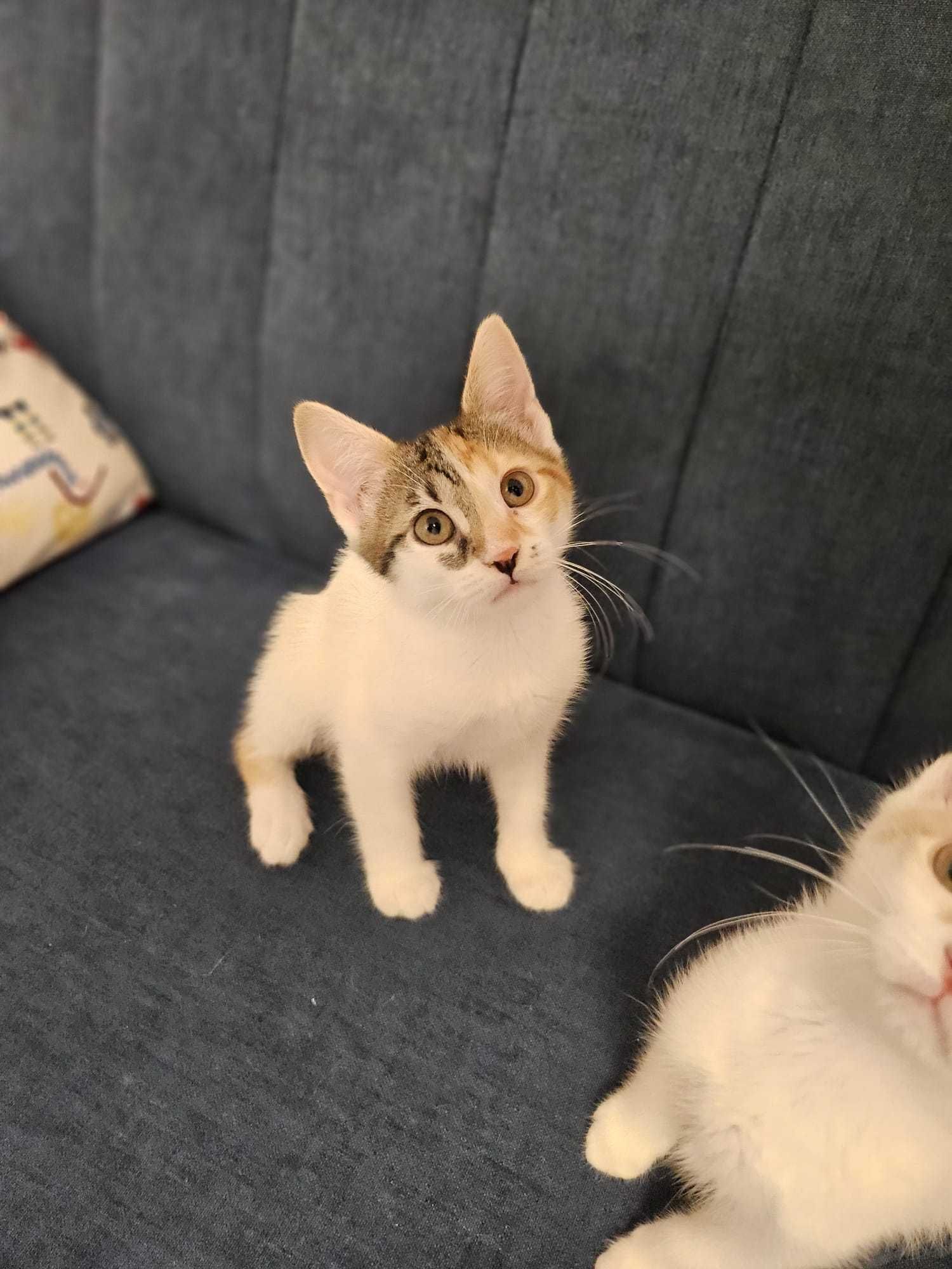 Ofer spre adoptie pisicute - Luna si Cleo