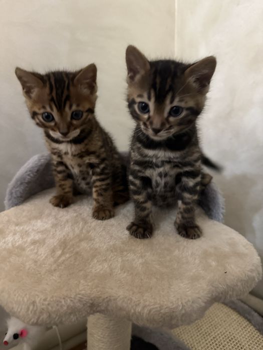 Срочно продаю чистокровный бенгальские котята