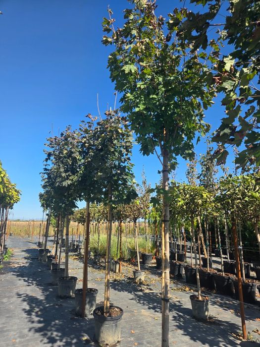 Tuia leylandy .pon pon.mesteacan