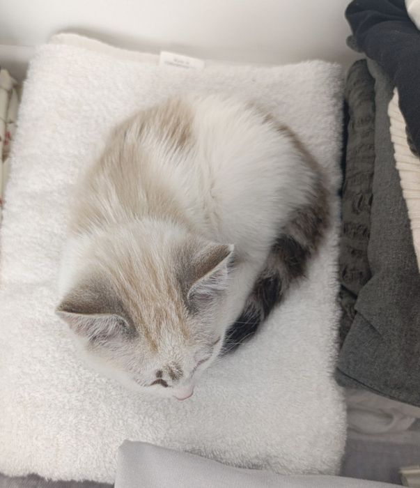 Котенок подросток