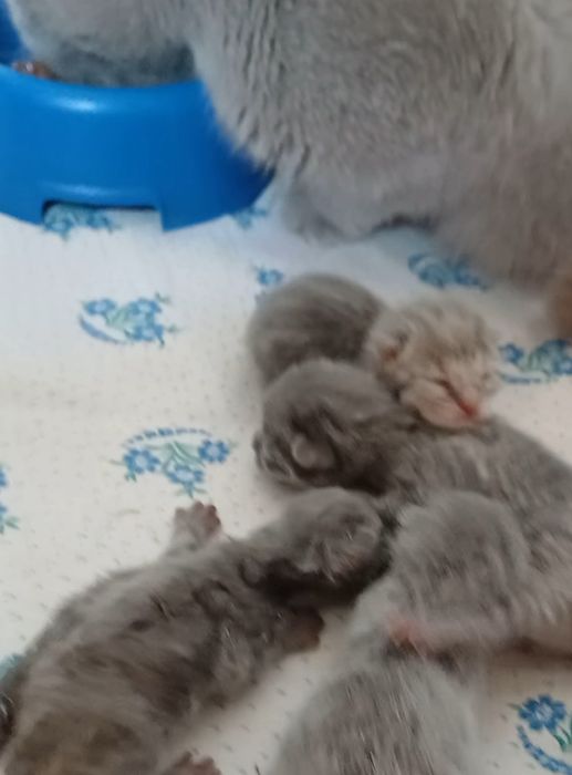 Выслоухивые кошки