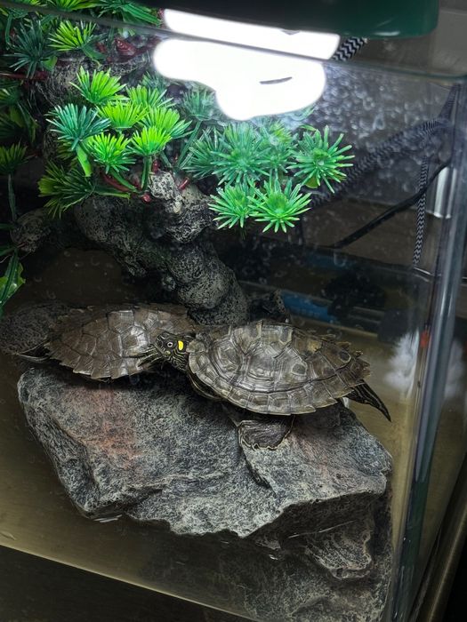 Set complet țestoase de apă + acvaterariu + echipamente