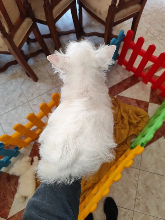 Westie  – pui alb, jucăuș și inteligent