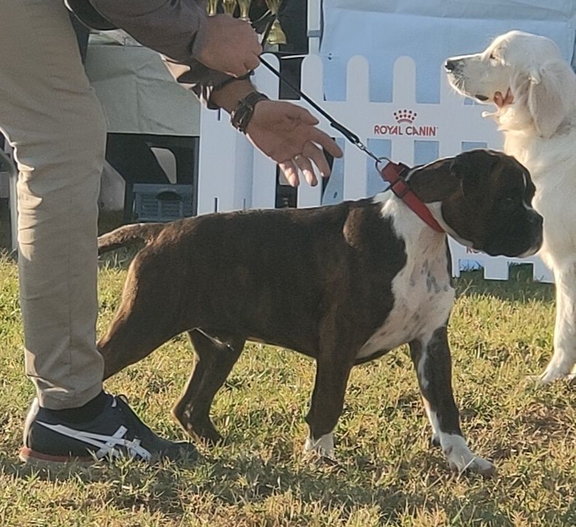 Mascul Boxer Campion Național