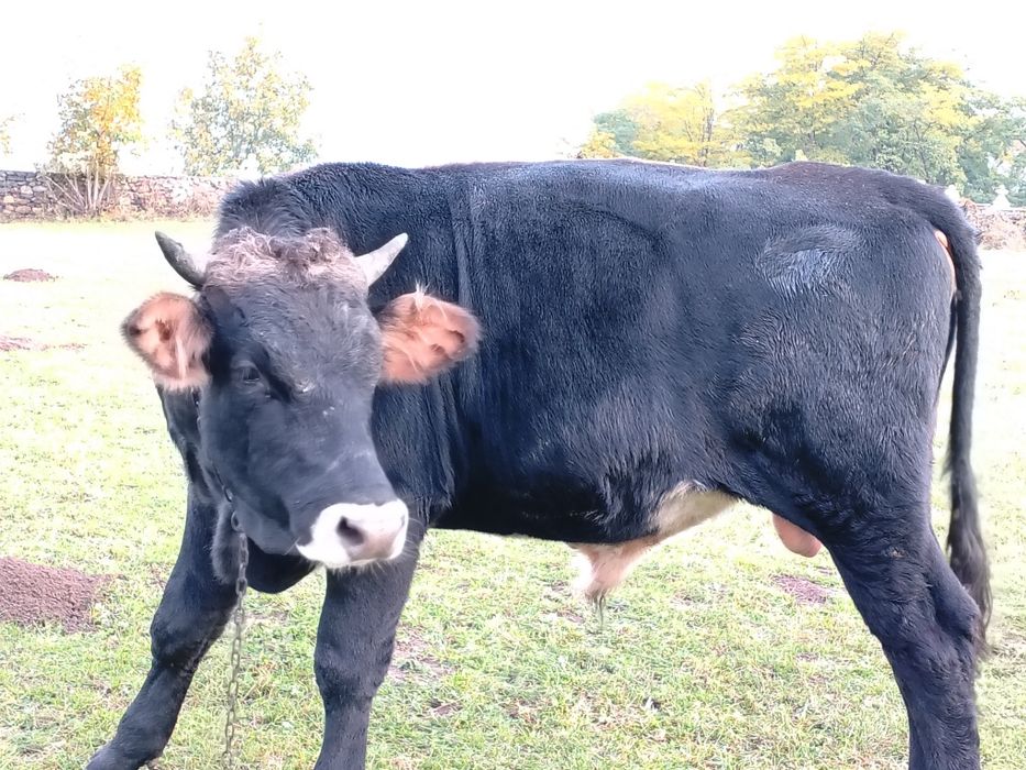 Vând taur de un an și două luni