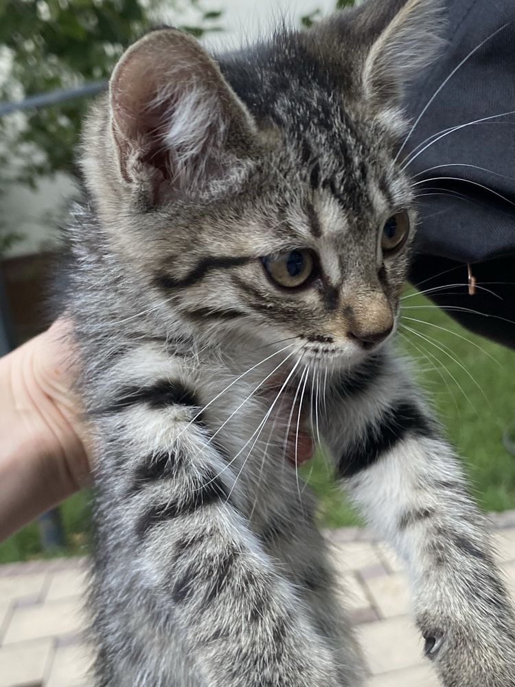 Отдам красавицу котенка в добрые руки