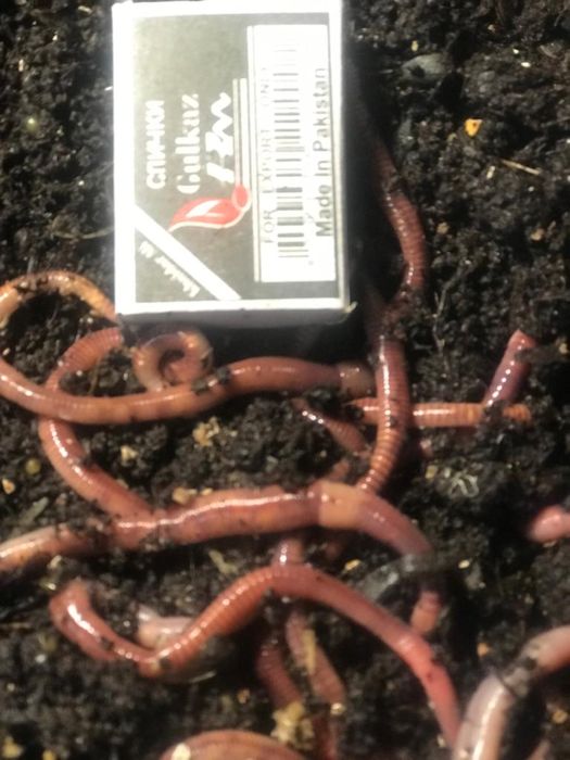 Черви для рыбалки Дендробена и Калифорнийский