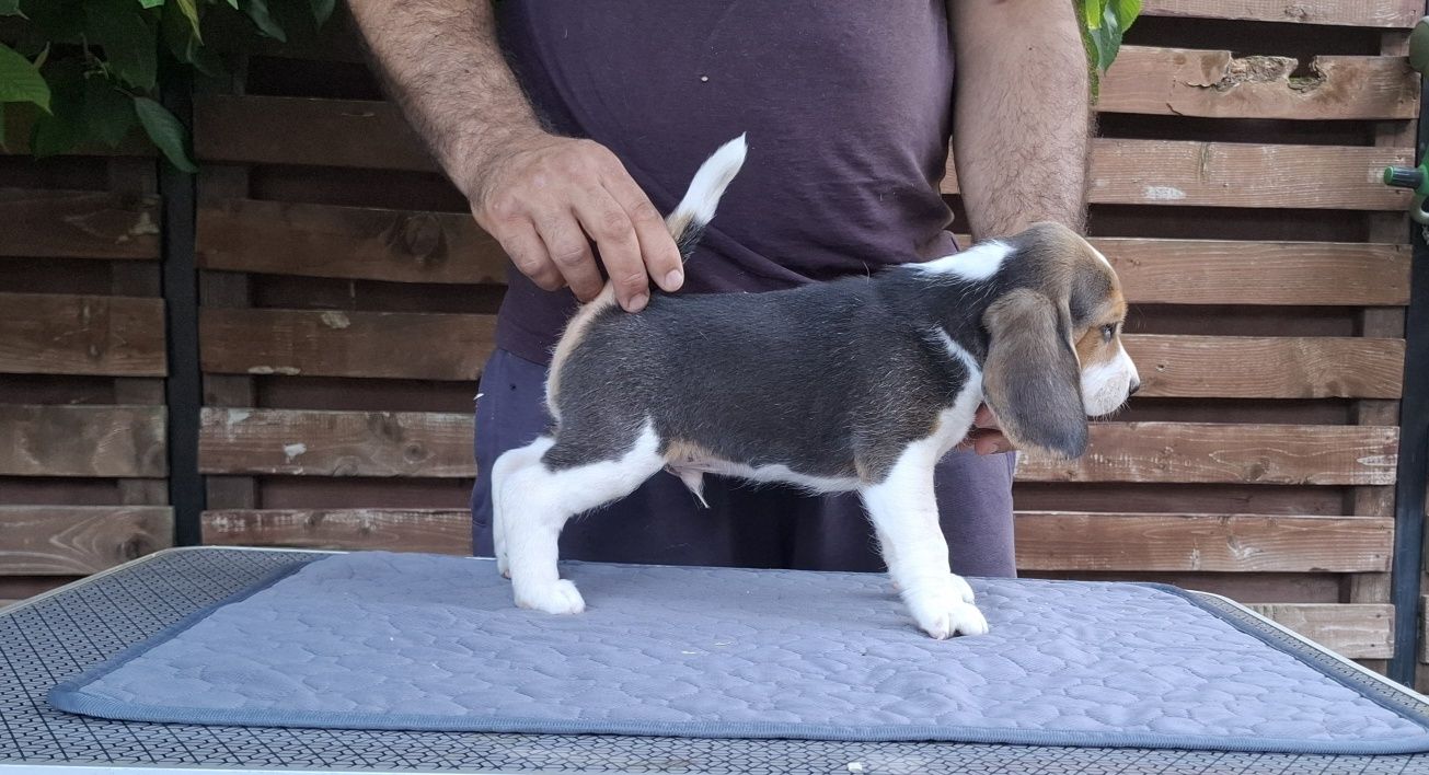 Pui beagle tricolor din părinți cu pedigree