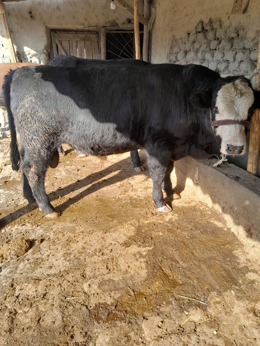 Парода хукузлар сотилади