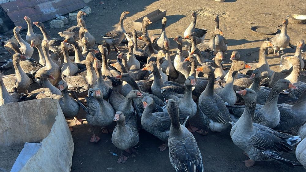 Продам гусей ,гуси