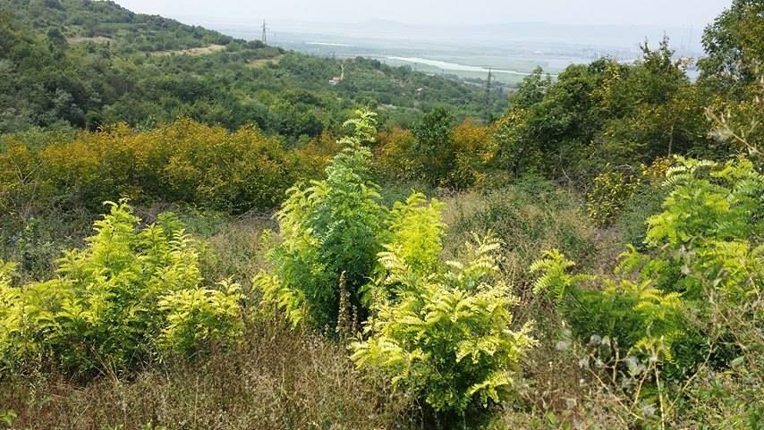 Продава се Парцел в Белослав - 3000 кв.м за 5 €/кв.м - Снимка #3