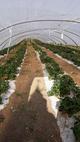 Capsuni pentru solar plante Frigo primavara 2023